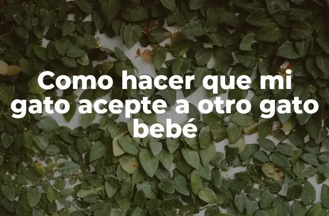 Como Hacer que Mi Gato Acepte a Otro Gato Bebé