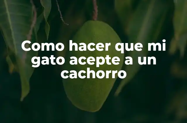 Como Hacer que Mi Gato Acepte a un Cachorro