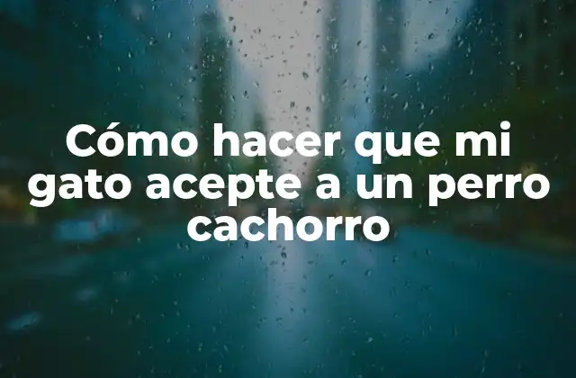 Cómo hacer que mi gato acepte a un perro cachorro