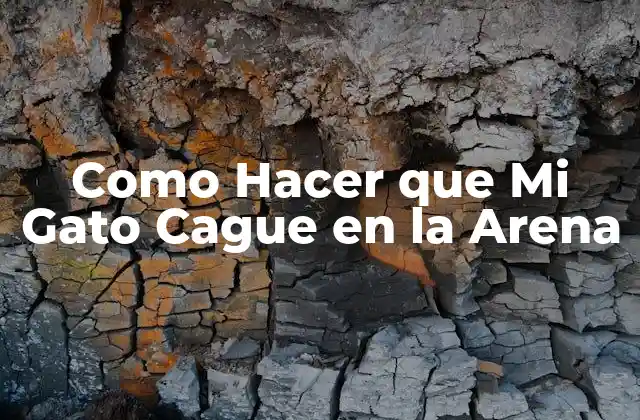 Como Hacer que Mi Gato Cague en la Arena