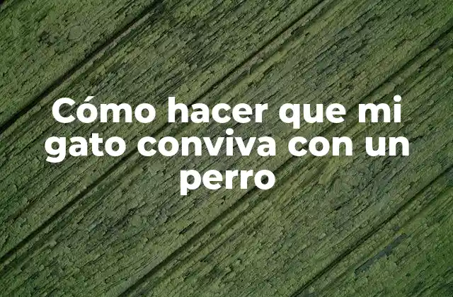 Cómo Hacer que Mi Gato Conviva con un Perro