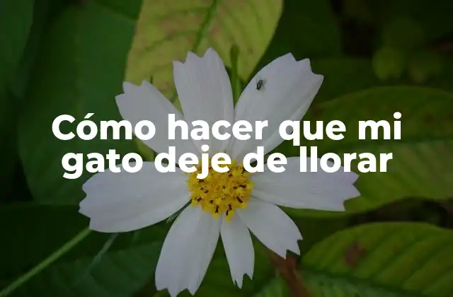 Cómo Hacer que Mi Gato Deje de Llorar
