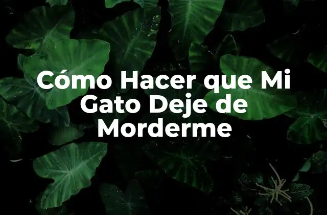 Cómo Hacer que Mi Gato Deje de Morderme