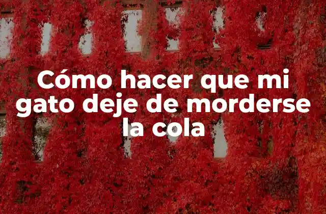 Cómo Hacer que Mi Gato Deje de Morderse la Cola