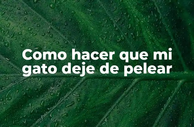 ¿Qué es el comportamiento agresivo en gatos y por qué es importante abordarlo?