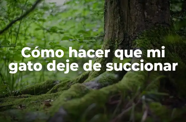 Cómo Hacer que Mi Gato Deje de Succionar