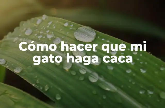 Cómo Hacer que Mi Gato Haga Caca 2 Cómo hacer que mi gato haga caca