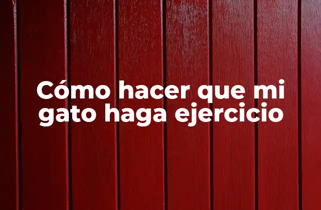 ¿Qué es el ejercicio para gatos y por qué es importante?