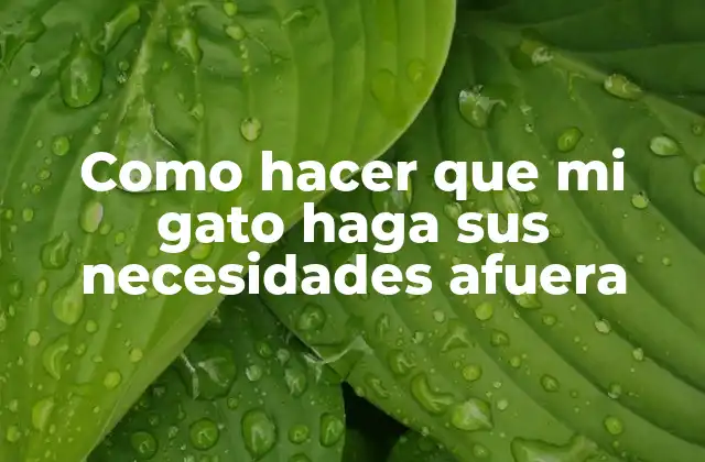 Como Hacer que Mi Gato Haga Sus Necesidades Afuera