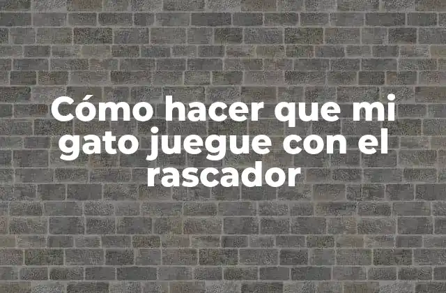 Cómo Hacer que Mi Gato Juegue con el Rascador