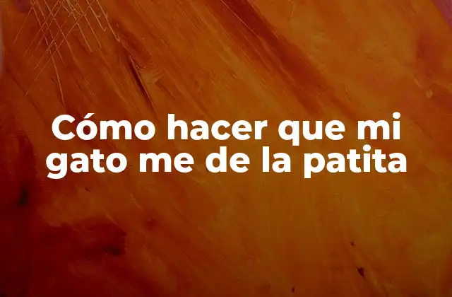 Cómo Hacer que Mi Gato Me de la Patita