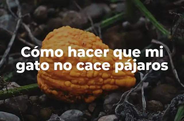 Cómo Hacer que Mi Gato No Cace Pájaros