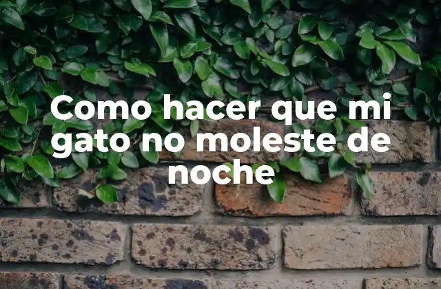 Como Hacer que Mi Gato No Moleste de Noche