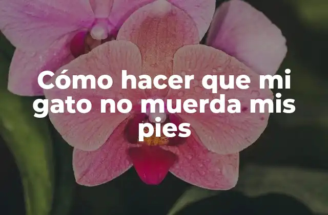 Cómo Hacer que Mi Gato No Muerda Mis Pies