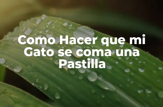Como Hacer que Mi Gato Se Coma una Pastilla 2 Qué es Administrar una Pastilla a un Gato y por qué es Necesario