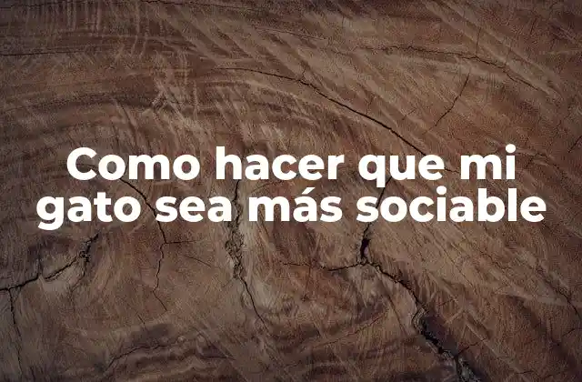 Como Hacer que Mi Gato Sea Más Sociable