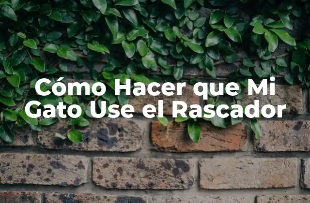 Cómo Hacer que Mi Gato Use el Rascador