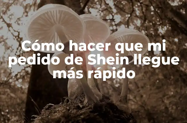 Cómo Hacer que Mi Pedido de Shein Llegue Más Rápido