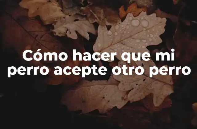 Cómo Hacer que Mi Perro Acepte Otro Perro