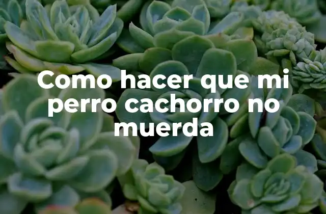 Como hacer que mi perro cachorro no muerda