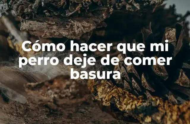 Cómo Hacer que Mi Perro Deje de Comer Basura 2 ¿Qué es el hábito de comer basura en perros y por qué es peligroso?