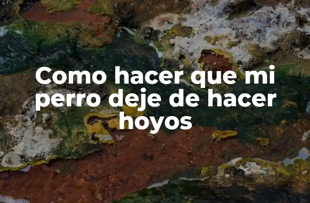 Como Hacer que Mi Perro Deje de Hacer Hoyos