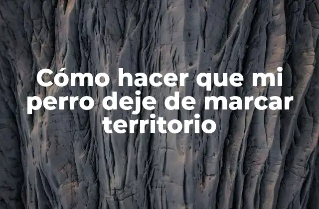Cómo Hacer que Mi Perro Deje de Marcar Territorio