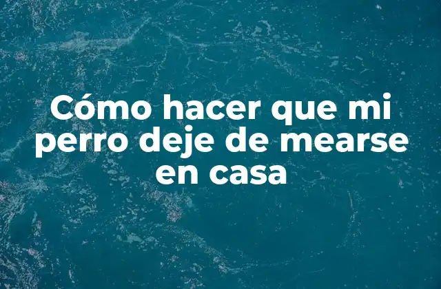 Cómo Hacer que Mi Perro Deje de Mearse en Casa