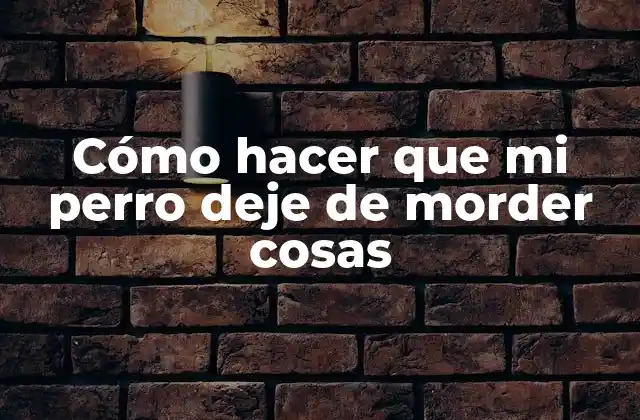 Cómo hacer que mi perro deje de morder cosas