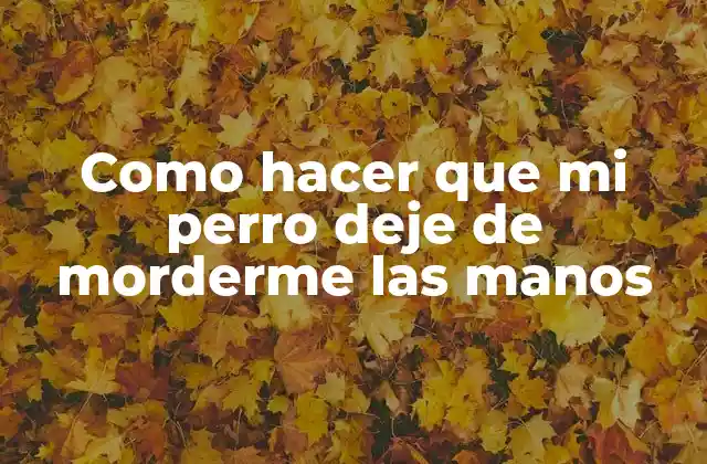 El mordisqueo en perros: ¿qué es y por qué lo hacen?