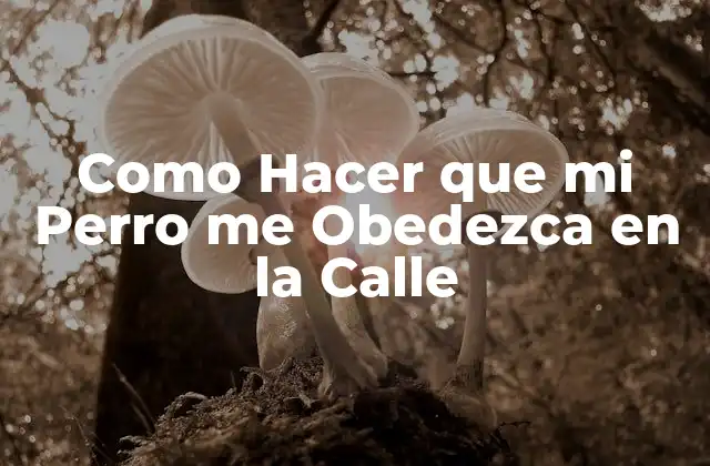 Como Hacer que Mi Perro Me Obedezca en la Calle 2 Entrenamiento para la obediencia en la calle