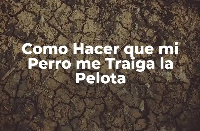 Como Hacer que Mi Perro Me Traiga la Pelota