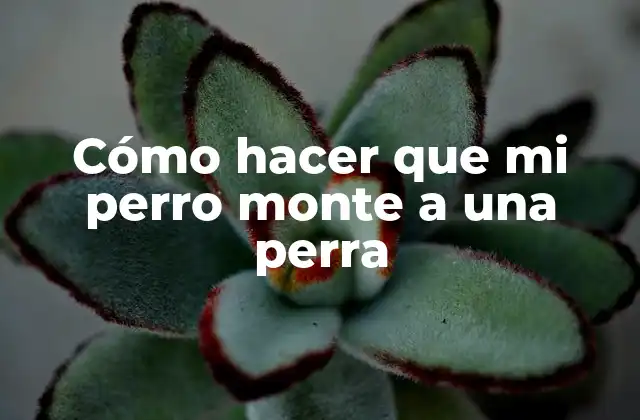 ¿Qué es la monta canina y para qué sirve?
