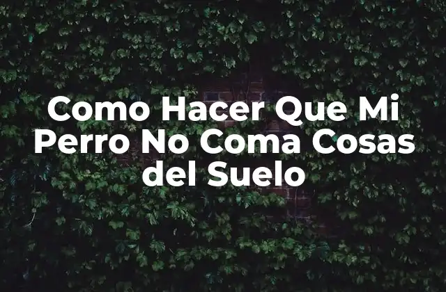 Como Hacer que Mi Perro No Coma Cosas Del Suelo