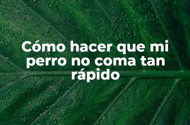 ¿Por qué es importante controlar la velocidad de alimentación de tu perro?