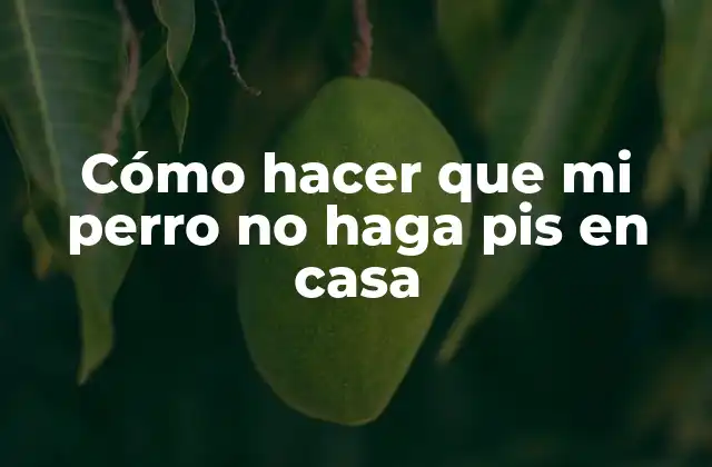 Cómo Hacer que Mi Perro No Haga Pis en Casa 2 Entendiendo por qué tu perro hace pis en casa