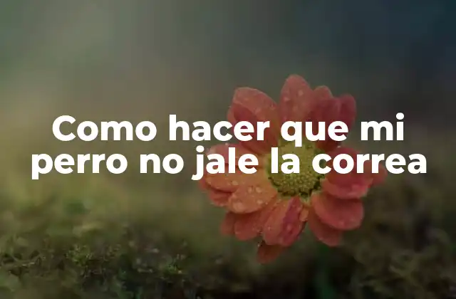 Como Hacer que Mi Perro No Jale la Correa