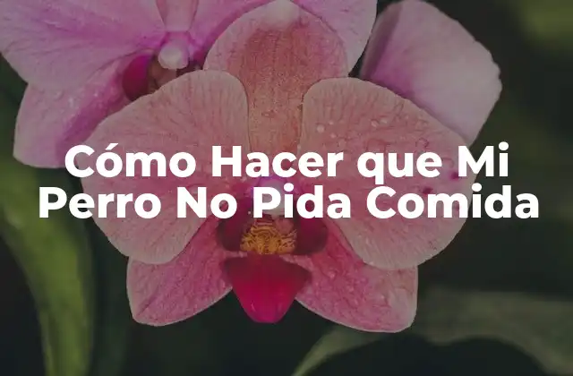 Cómo Hacer que Mi Perro No Pida Comida