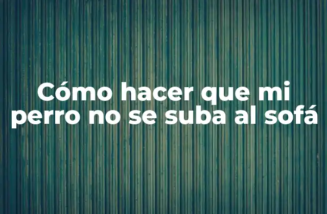 Cómo Hacer que Mi Perro No Se Suba Al Sofá 2 Entendiendo por qué tu perro se sube al sofá