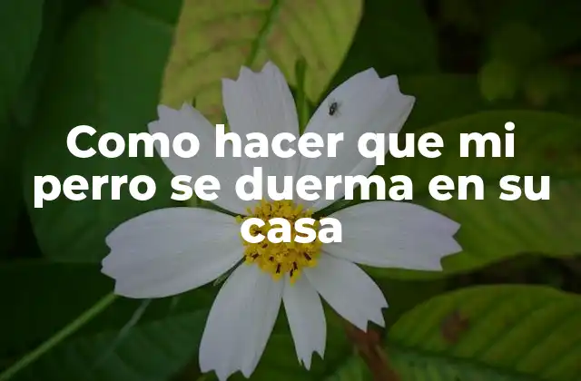 Como Hacer que Mi Perro Se Duerma en Su Casa