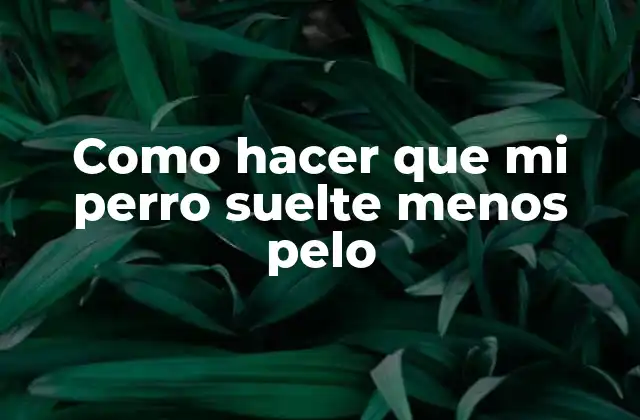 La pérdida de pelo en perros: qué es y por qué ocurre