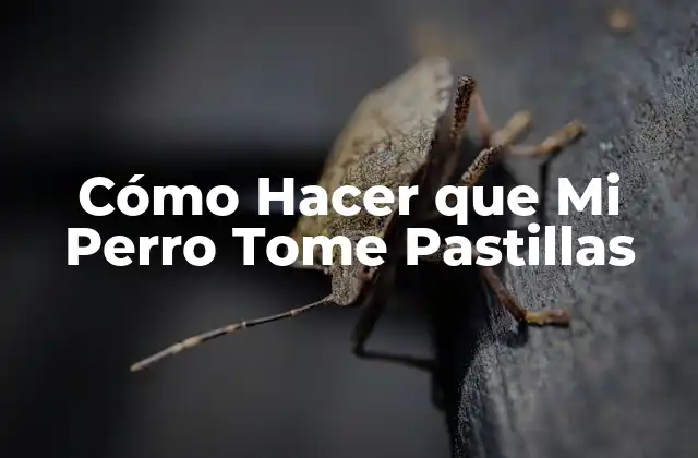 Cómo Hacer que Mi Perro Tome Pastillas