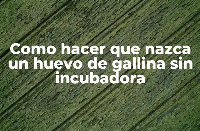 Como Hacer que Nazca un Huevo de Gallina sin Incubadora