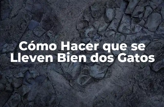 Cómo Hacer que Se Lleven Bien Dos Gatos