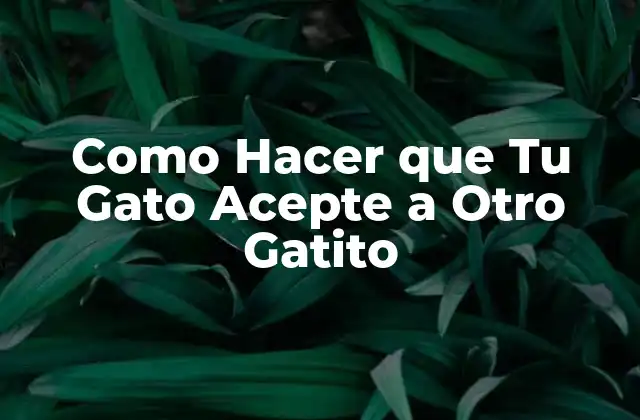 Como Hacer que Tu Gato Acepte a Otro Gatito