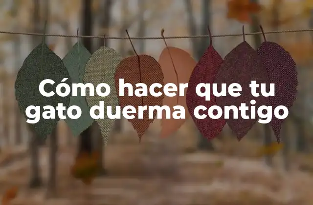 Cómo Hacer que Tu Gato Duerma Contigo
