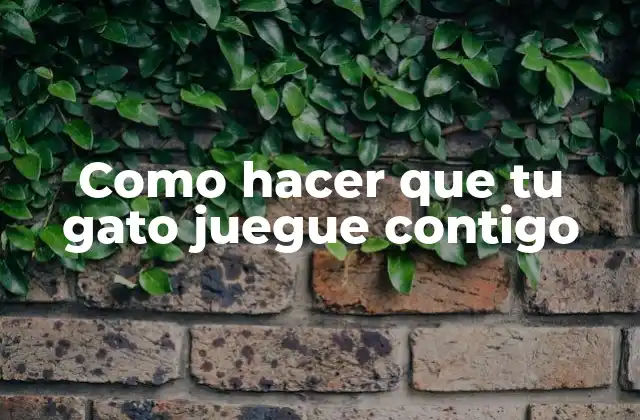 Como Hacer que Tu Gato Juegue Contigo