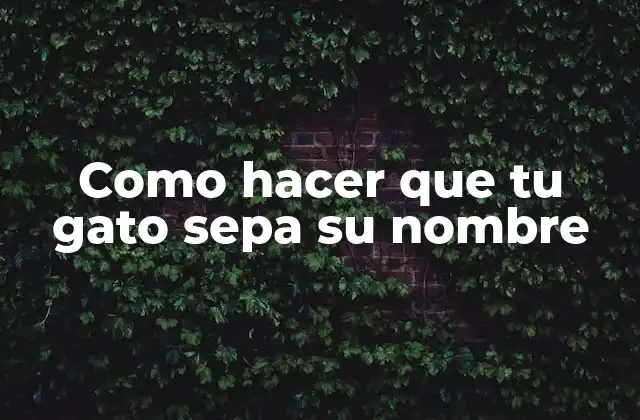 Como Hacer que Tu Gato Sepa Su Nombre 2 ¿Qué es enseñar a tu gato su nombre y por qué es importante?