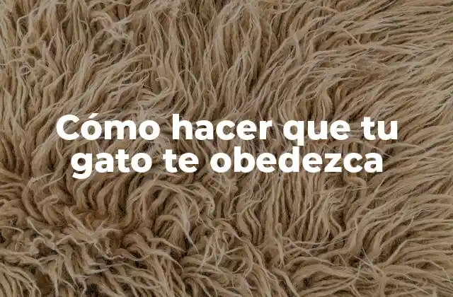 Cómo Hacer que Tu Gato Te Obedezca