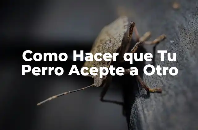 ¿Qué es la Socialización Canina y Por Qué es Importante?